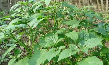 菜花生长期及成熟期分析（菜花种植所需的时间和环境条件、如何提高菜花的产量）