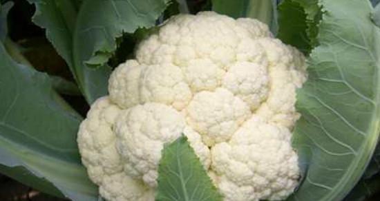 北方菜花种植指南（适合的月份、地点和方法）