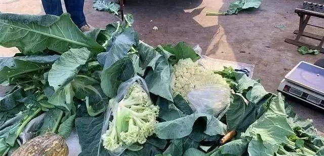 菜花可以生吃吗（营养丰富的菜花也适合生食）