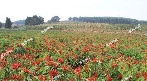 菜椒的播种时间（掌握正确的播种时间）