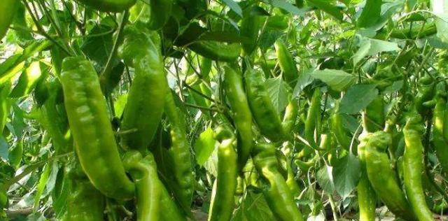 菜椒种植全攻略（掌握时间、方法）