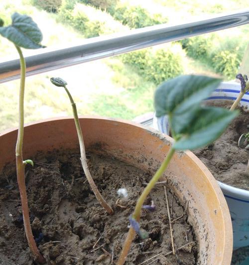 如何防止菜苗徒长（菜苗徒长的原因及解决方案）