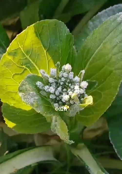 菜心的花可以食用吗（了解菜心花的营养价值和食用方法）