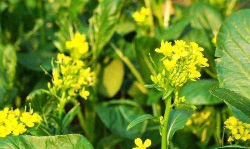 菜心的花可以食用吗（了解菜心花的营养价值和食用方法）