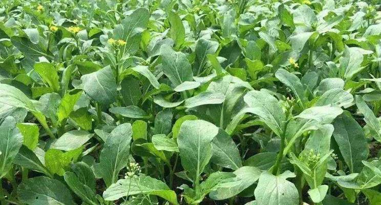 广东菜心种植全攻略（从时间到方法）