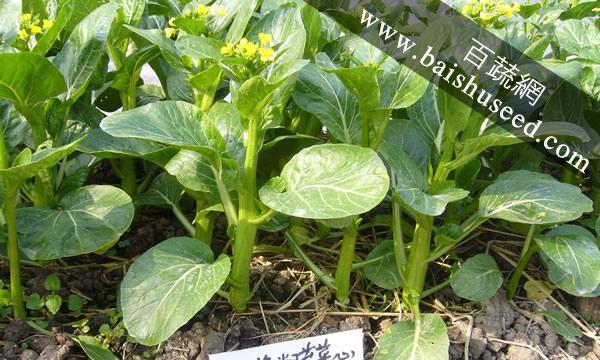菜心种子种植的步骤和技巧（让你轻松掌握菜心种植技能）
