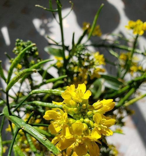 菜籽饼的多重用途——种花也不是问题（菜籽饼的营养成分和适合种植的花卉种类）