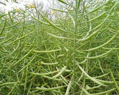 菜籽的最佳播种时间（如何选择适宜的播种时间以提高收成）