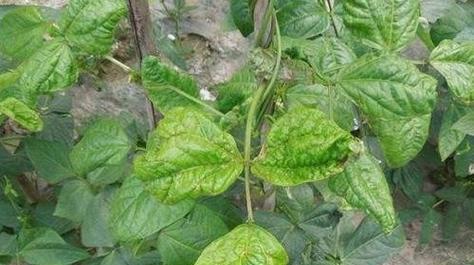 蚕豆病毒病的症状与防治（预防胜于治疗）