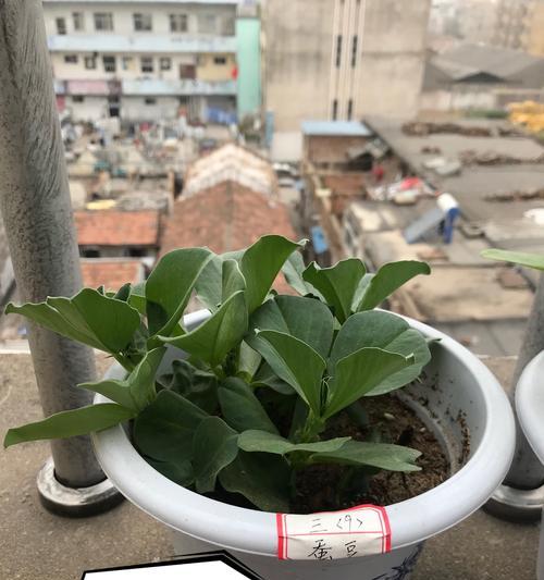 蚕豆种植全流程解析（从播种到发芽）