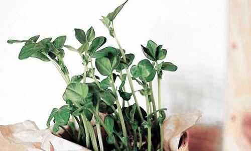 蚕豆种植全流程解析（从播种到发芽）