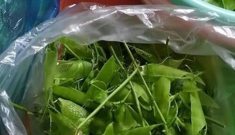 蚕豆壳能否成为肥料（探究蚕豆壳的肥料作用与利用）