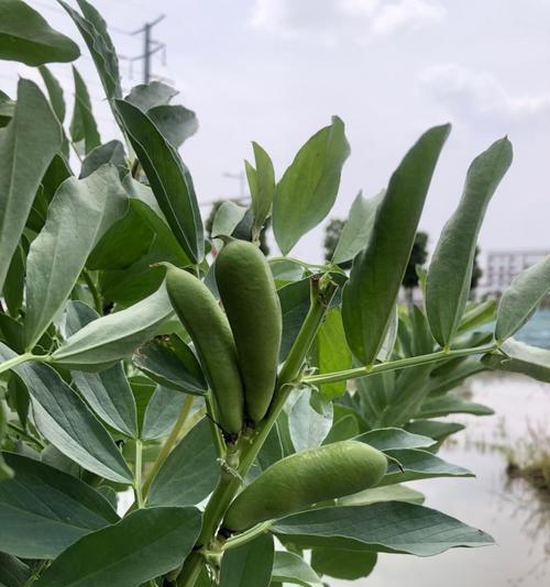蚕豆成熟上市的季节（了解蚕豆成熟季节）
