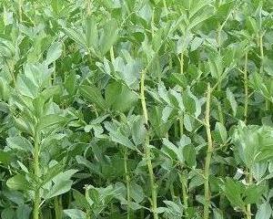 蚕豆成熟的时候是什么时候（了解蚕豆生长周期及成熟时间）
