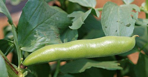 蚕豆的种植禁忌——氯（了解蚕豆生长中的“禁忌”）