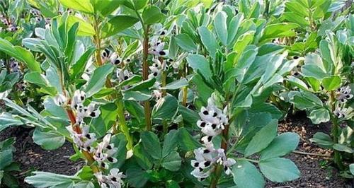 蚕豆的种植禁忌——氯（了解蚕豆生长中的“禁忌”）