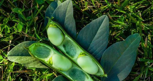 蚕豆的种植禁忌——氯（了解蚕豆生长中的“禁忌”）