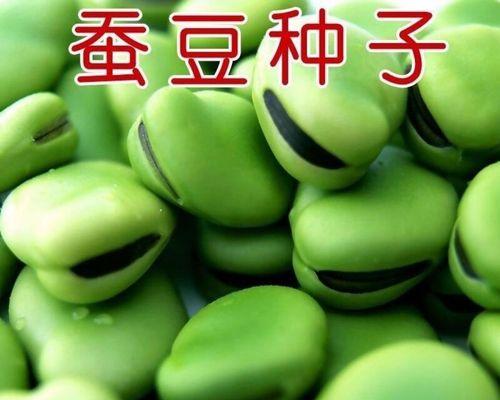 揭秘蚕豆的种子之谜（认识蚕豆种子的特点与种植技巧）