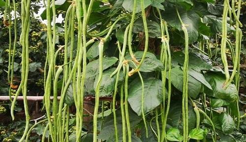 蚕豆是一种双子叶植物（探究蚕豆属于双子叶植物的特点和分类特征）