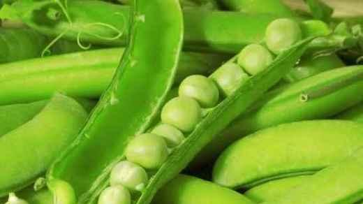 蚕豆的营养成分分析（探究蚕豆的碳水化合物含量）