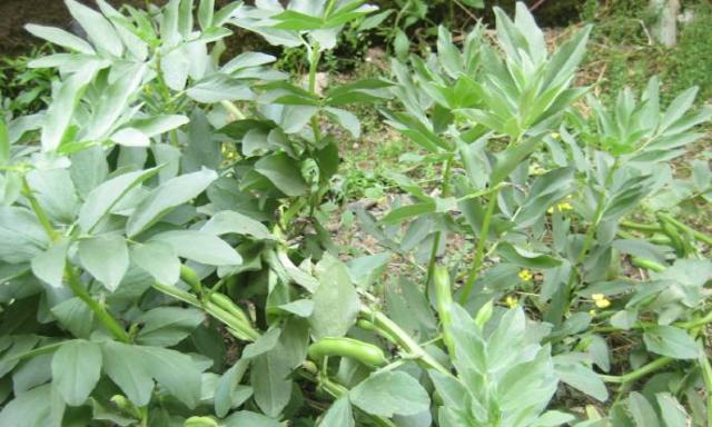 蚕豆种植（探讨蚕豆生长环境的关键因素）