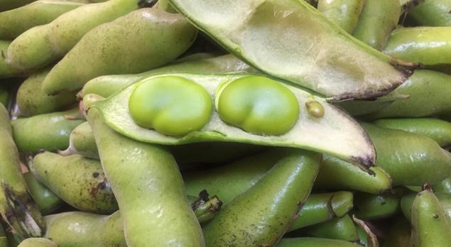 蚕豆种植（探讨蚕豆生长环境的关键因素）