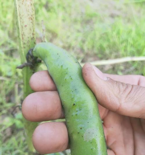 蚕豆种植（探讨蚕豆生长环境的关键因素）