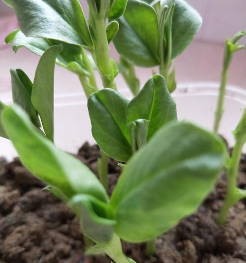 蚕豆发芽的小技巧（掌握这些方法）