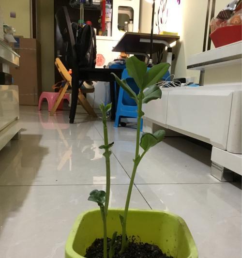 蚕豆发芽的小技巧（掌握这些方法）