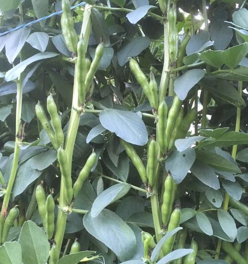 蚕豆发芽的小技巧（掌握这些方法）