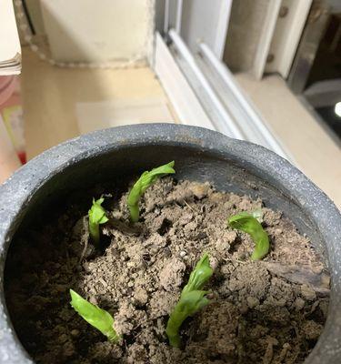 蚕豆种子留种方法详解（实现自给自足）