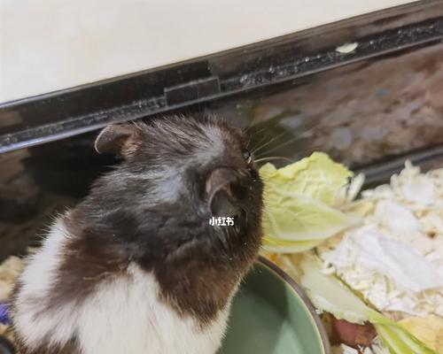 仓鼠能否食用白菜（白菜是仓鼠的营养佳品吗）