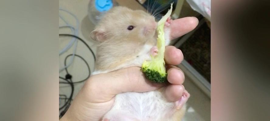 仓鼠能否食用白菜（白菜是仓鼠的营养佳品吗）
