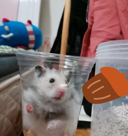 仓鼠能否吃板栗（仓鼠的饮食需求与板栗的营养价值）