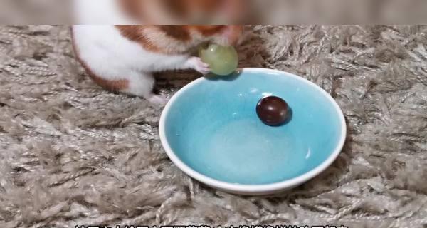 仓鼠可以吃葡萄吗（了解仓鼠的饮食习惯）