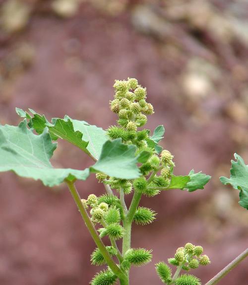 苍耳——一种绿色蔬菜的全面介绍（了解苍耳的形态、特性和药用价值）