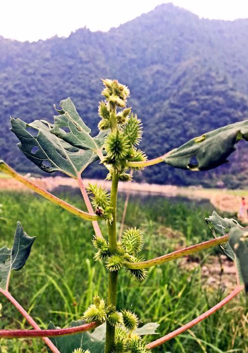 苍耳子——一种神奇的药用植物
