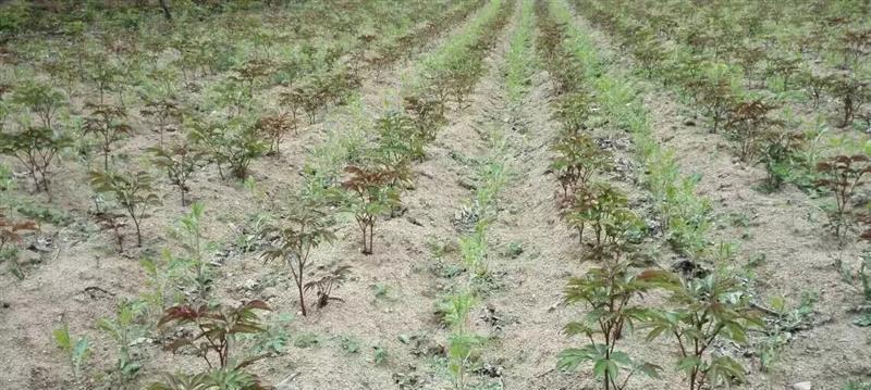 苍术肥料使用指南（探讨最佳肥料选择及使用方法）