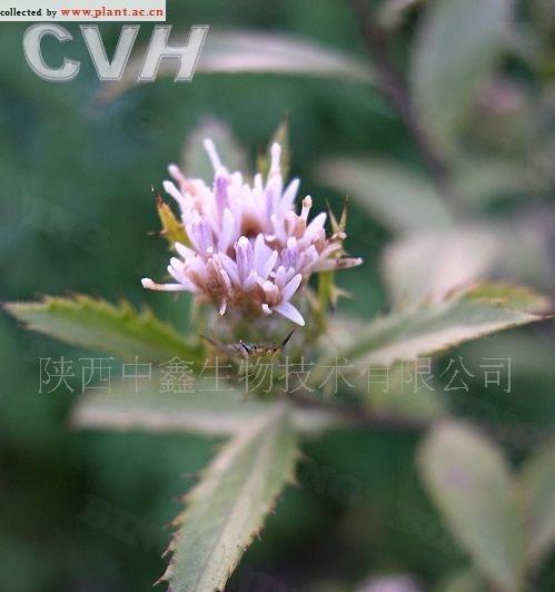 苍术肥料使用指南（探讨最佳肥料选择及使用方法）