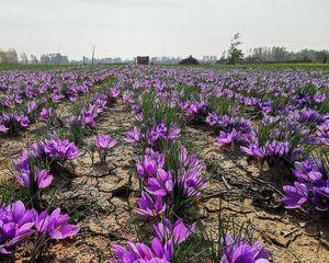 揭秘藏红花的产地——阿富汗（阿富汗——藏红花的故乡）