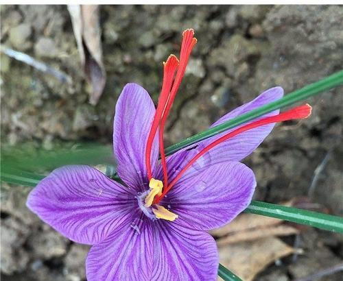 藏红花养殖全攻略（从种植到收获）