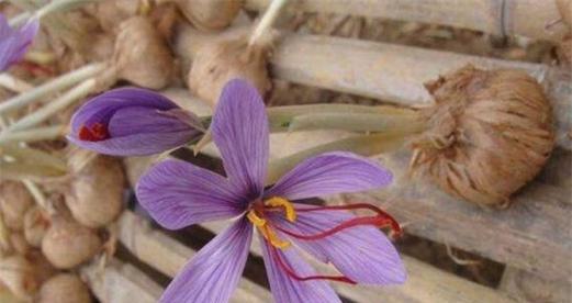 藏红花养殖全攻略（从种植到收获）