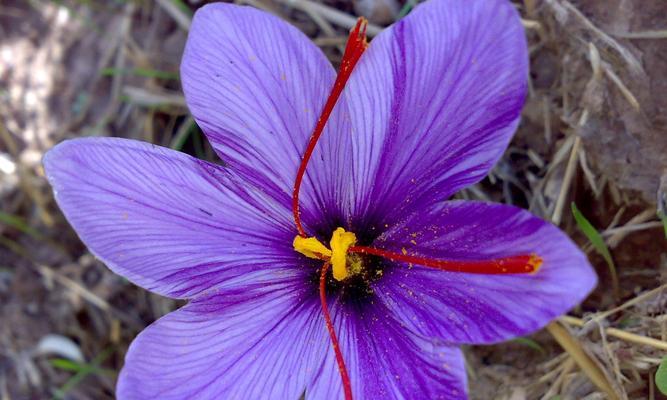 藏红花养殖全攻略（从种植到收获）