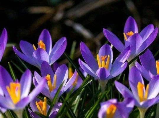 藏红花开花时间及花期（揭秘藏红花的生长规律）