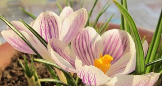 藏红花室内养殖指南（了解藏红花的生长需求）