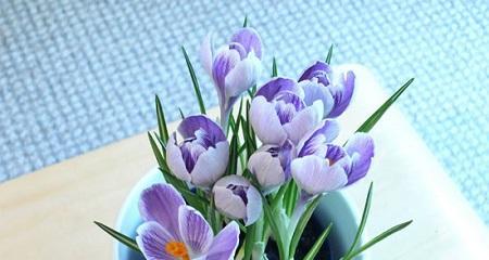 藏红花室内养殖指南（了解藏红花的生长需求）