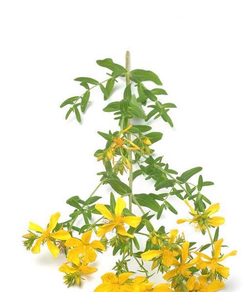 草本植物世界（揭开草本植物的神秘面纱）