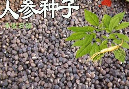 草参——药食两用的良药