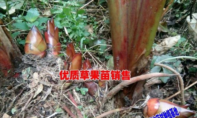 草果开花不结果怎么办（探究草果开花不结果的原因和应对方法）