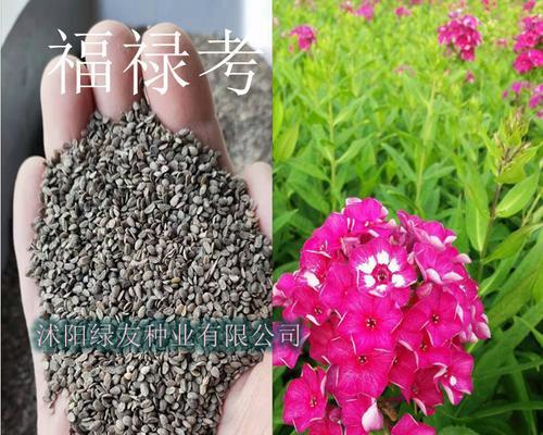 草花种子收集全攻略（从收集到保存）